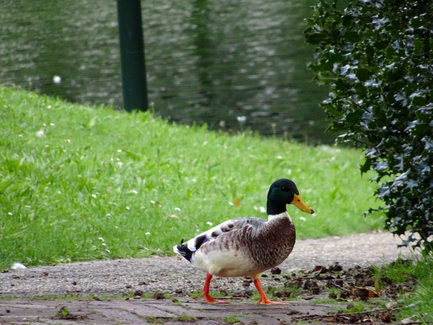 Walking duck in park - image #344257 gratis
