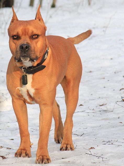 American Pit Bull Terrier on snow - Free image #344637