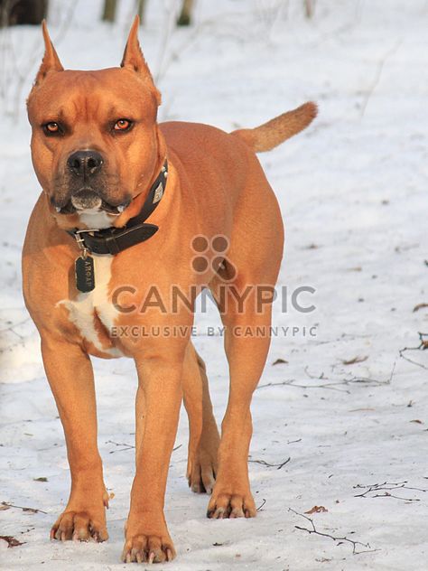 American Pit Bull Terrier on snow - image #344637 gratis