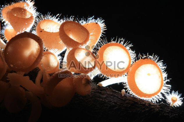 Closeup of champagne mushrooms in light - Free image #345097