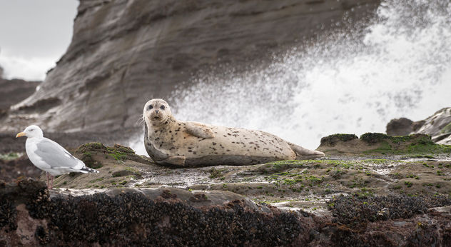 Harbor Seal - Kostenloses image #346167