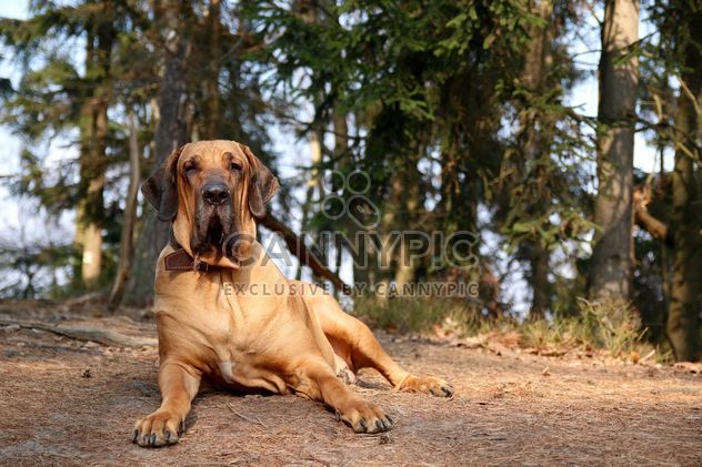 Big dog resting on ground in forest - image #346177 gratis