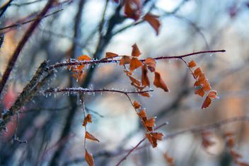 Closeup of dry leaves on tree branch in winter - бесплатный image #346947