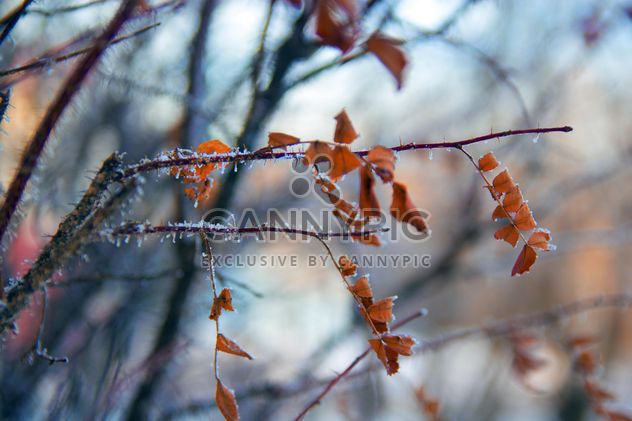 Closeup of dry leaves on tree branch in winter - image gratuit #346947 