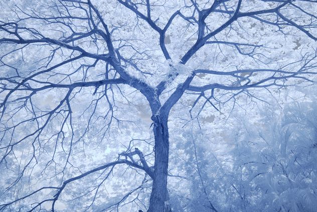 Big tree in winter forest - Free image #347277