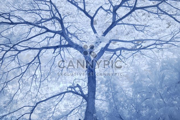 Big tree in winter forest - Free image #347277