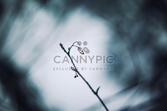 Closeup of tree branch in winter forest - Free image #347737