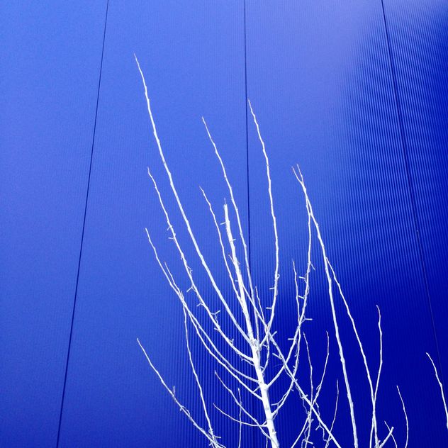 White trees on background of blue building - Free image #347817