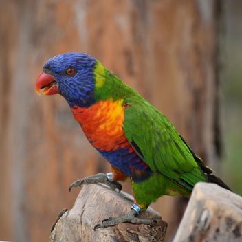Tropical rainbow lorikeet parrot - бесплатный image #348447