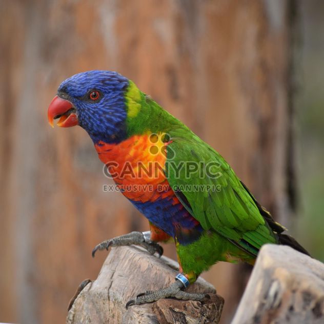 Tropical rainbow lorikeet parrot - бесплатный image #348447