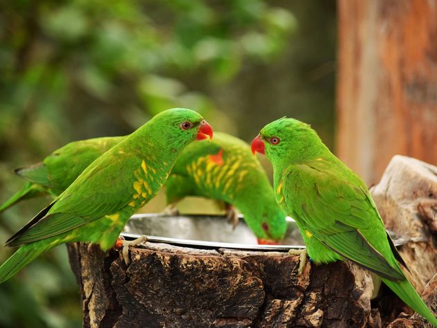 Group of green lorikeet parrots - бесплатный image #348457