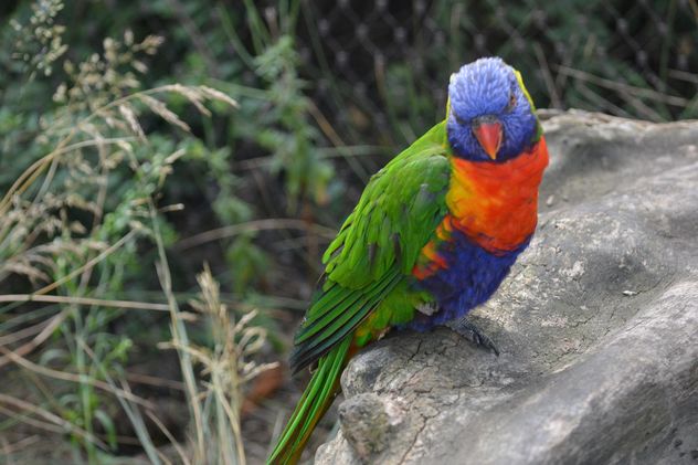Tropical rainbow lorikeet parrot - image #348467 gratis