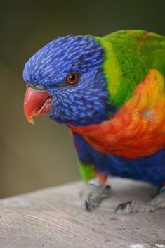 Tropical rainbow lorikeet parrot - бесплатный image #348477