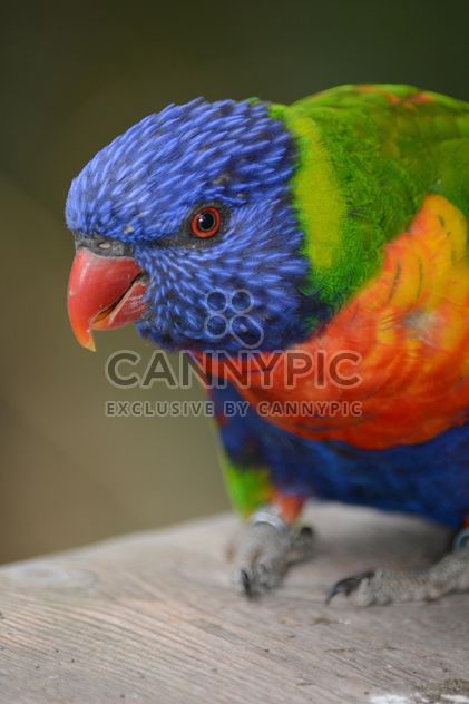 Tropical rainbow lorikeet parrot - бесплатный image #348477