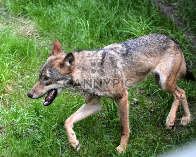 Grey wolf (Canis lupus) on green grass - бесплатный image #348487