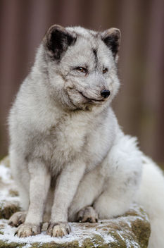Arctic Fox - Free image #348547