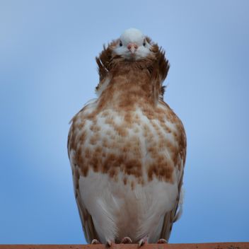 Portrait of brown dove against blue sky - image gratuit #348567 