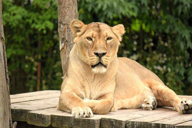 Sad lioness resting in zoo - image gratuit #348587 