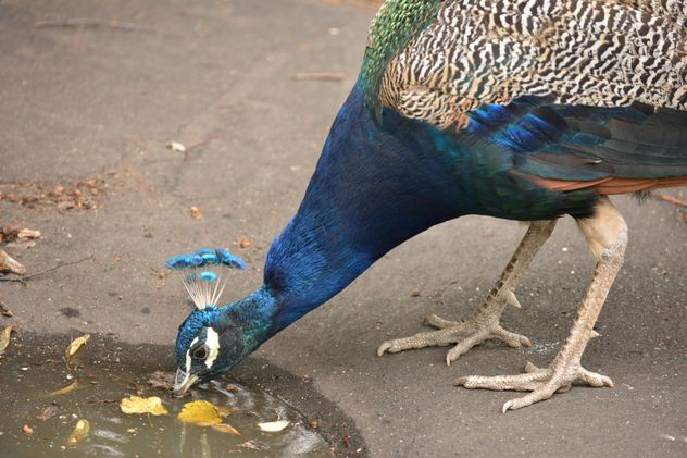 Peacock drinking water from puddle - image #348617 gratis