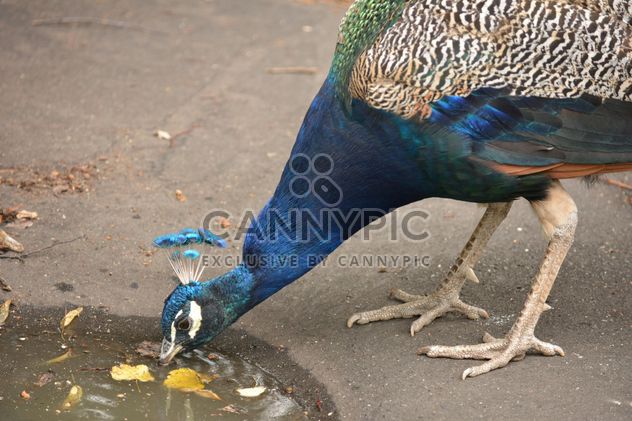 Peacock drinking water from puddle - Free image #348617