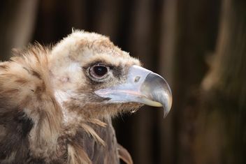 Closeup portrait of grey vulture - бесплатный image #348627