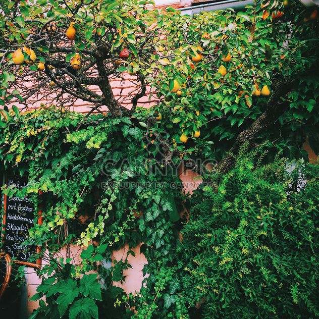Pear tree and ivy on wall of house - бесплатный image #348647