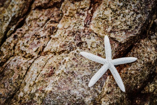 Closeup of white starfish on rock - image #348667 gratis