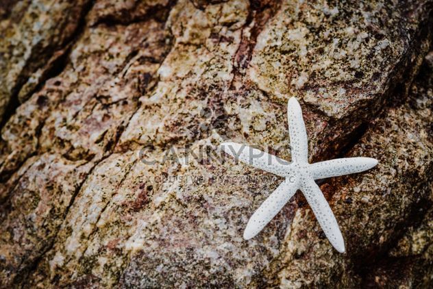 Closeup of white starfish on rock - image gratuit #348667 