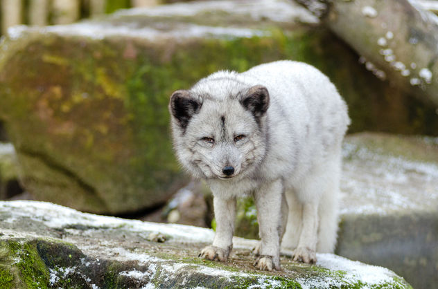 Arctic Fox - Kostenloses image #349237