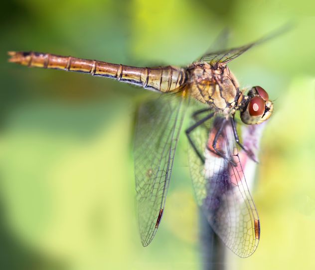 Close-up of dragonfly on twig - image #350267 gratis