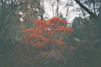 The Red Tree - бесплатный image #350927