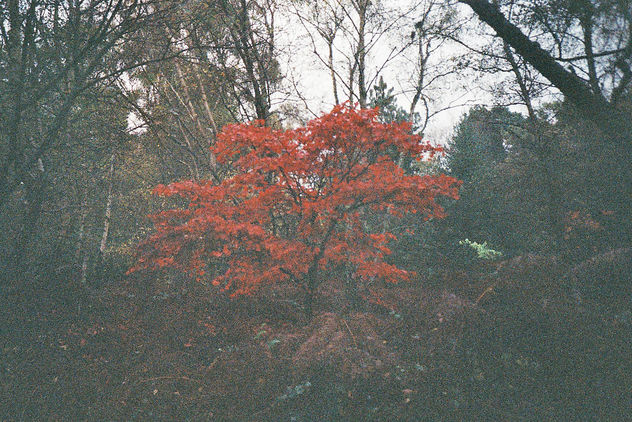 The Red Tree - Free image #350927