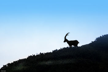Alpine ibex silhouette - бесплатный image #351537