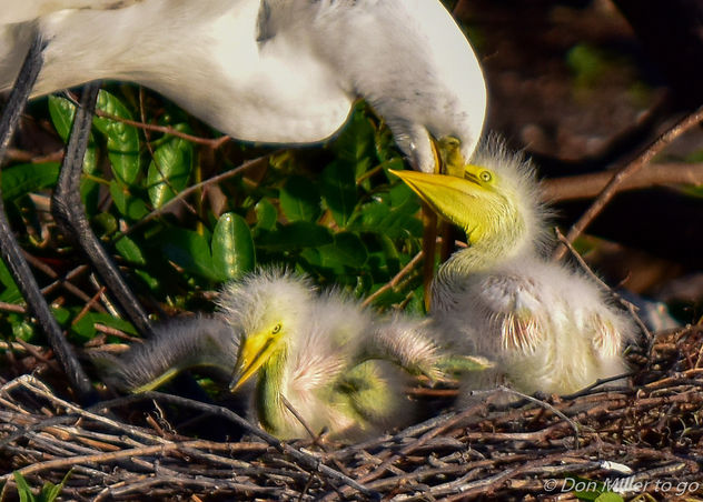 Egret and Chicks - Free image #355527