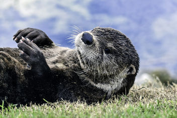 Otter Sunbathing - Free image #355817