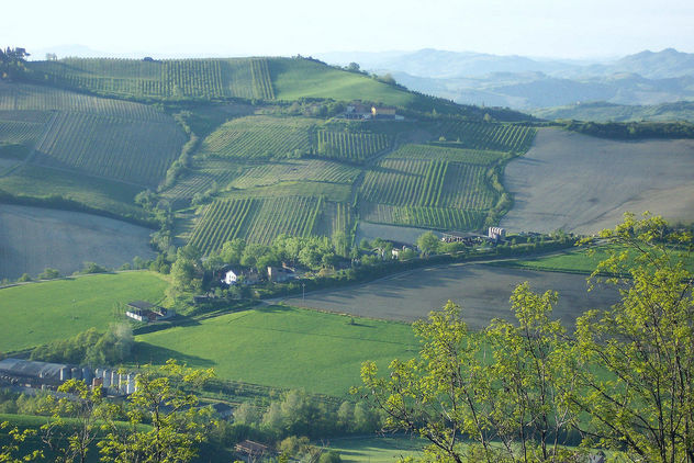 Italy (Dozza) Vineyards and wineries - бесплатный image #355827