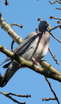 Cherry picking Pigeon... - бесплатный image #361707