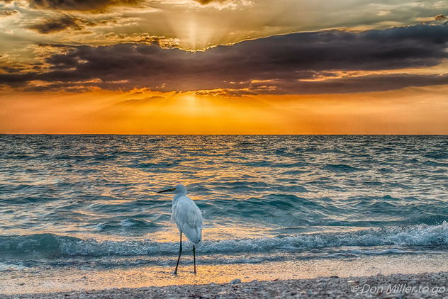 Bird by the Bay - image gratuit #362837 