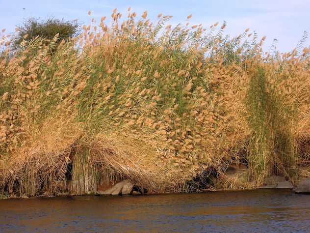 Egypt (Aswan) Reeds on the bank of Nile River - image gratuit #363477 