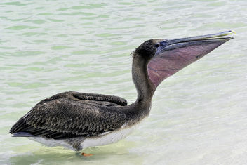 Pelican Profile - Kostenloses image #363957