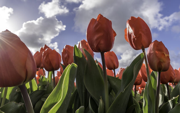 Tulips in Lisse - Free image #365197