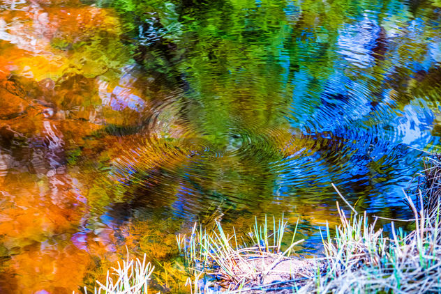 Water Skipper in Mother Natures Water Colours - бесплатный image #366187