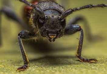 Anaglyptus Mysticus, The Rufous-shouldered Longhorn Beetle - image gratuit #372317 