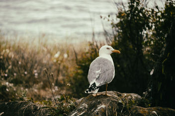 Jerry The Seagull - image #373087 gratis