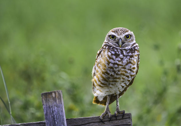Burrowing Owl - image #374987 gratis