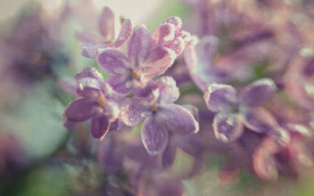 The smell of lilacs - бесплатный image #377217