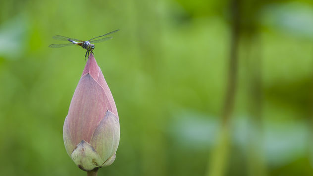 Dragonfly on a lotus bud - image #382257 gratis