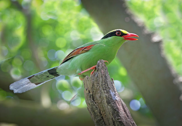Common green magpie - бесплатный image #382417