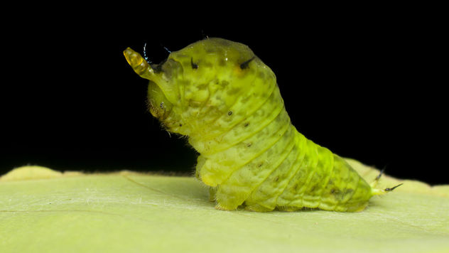 Caterpillar with expandable horn - Free image #383497
