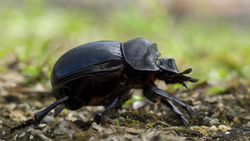 Dung beetle - Free image #387017